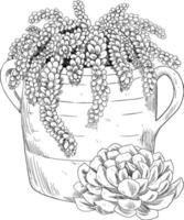 Succulent in jug botanical hand drawn vector