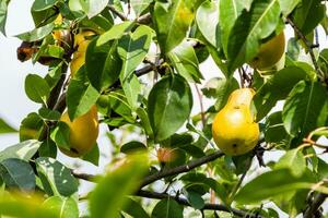 ripe yellow pear fruits on branches of pear tree photo