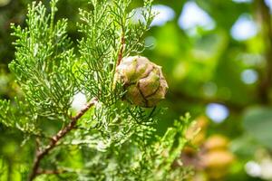cone of evergreen cypress on twig close up photo