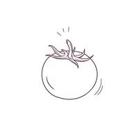 Hand Drawn illustration of tomato icon. Doodle Vector Sketch Illustration