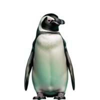 ai generado pingüino png aislado en transparente antecedentes