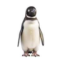 ai gegenereerd pinguïn PNG geïsoleerd Aan transparant achtergrond