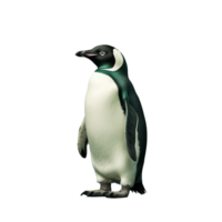 AI generated Penguin png isolated on transparent background