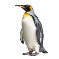 AI generated Penguin png isolated on transparent background