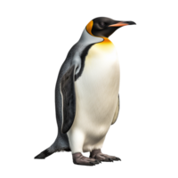 ai gegenereerd pinguïn PNG geïsoleerd Aan transparant achtergrond