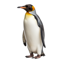 ai generato pinguino png isolato su trasparente sfondo