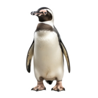 ai generiert Pinguin png isoliert auf transparent Hintergrund