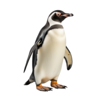 ai generato pinguino png isolato su trasparente sfondo