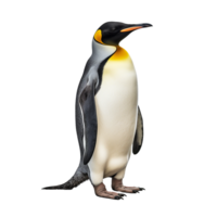 ai generiert Pinguin png isoliert auf transparent Hintergrund