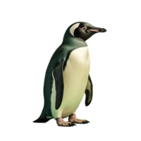 ai gegenereerd pinguïn PNG geïsoleerd Aan transparant achtergrond