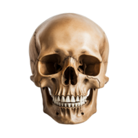 AI generated Realistic skull isolated on transparent background png