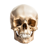 ai generato realistico cranio isolato su trasparente sfondo png