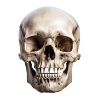 AI generated Realistic skull isolated on transparent background png