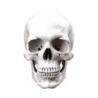 ai gegenereerd realistisch schedel geïsoleerd Aan transparant achtergrond PNG
