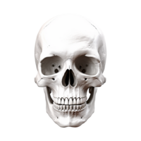 AI generated Realistic skull isolated on transparent background png