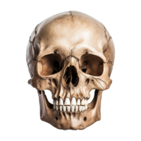 AI generated Realistic skull isolated on transparent background png