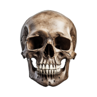 AI generated Realistic skull isolated on transparent background png