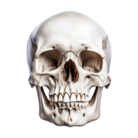 AI generated Realistic skull isolated on transparent background png