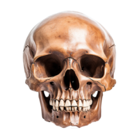 AI generated Realistic skull isolated on transparent background png