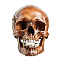 AI generated Realistic skull isolated on transparent background png