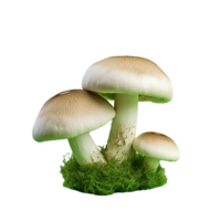 AI generated Champignon mushrooms png isolated on transparent background