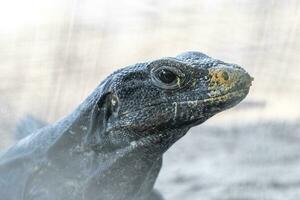 Iguana lizard behind fence on rock stone Coba Ruins Mexico. photo