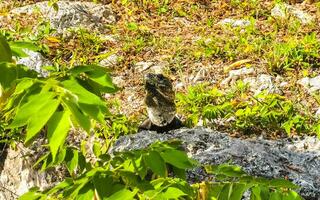 Mexican iguana lies on ground floor grass in Mexico. photo