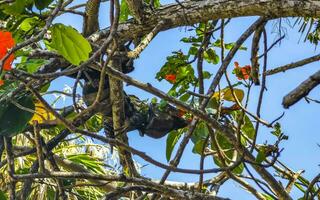 Iguana lying sitting on a branch of a tree Mexico. photo