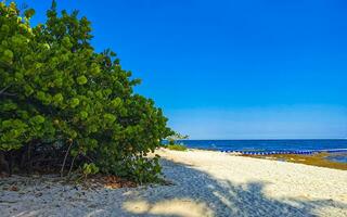 Tropical Caribbean beach clear turquoise water Playa del Carmen Mexico. photo