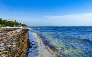 Tropical Caribbean beach water seaweed sargazo Playa del Carmen Mexico. photo