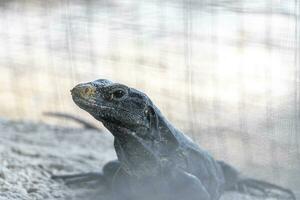 Iguana lizard behind fence on rock stone Coba Ruins Mexico. photo