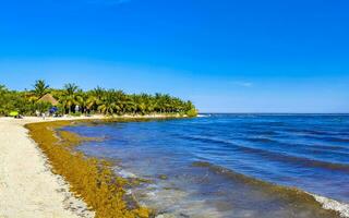 Tropical Caribbean beach water seaweed sargazo Playa del Carmen Mexico. photo