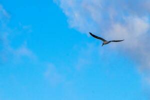 Flying seagull bird with blue sky background clouds in Mexico. photo