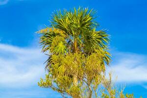 Tropical green exotic Caribbean Maya Chit palm palms rainforest Mexico. photo