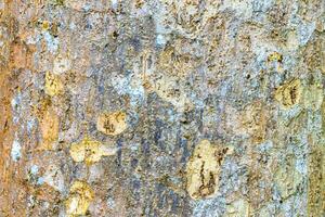 Texture tropical tree with turquoise green white patches on bark in Coba Mexico. photo