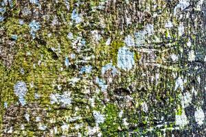 textura tropical árbol con turquesa verde blanco parches en ladrar en coba México. foto