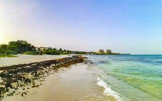 Tropical Caribbean beach water seaweed sargazo Playa del Carmen Mexico. photo