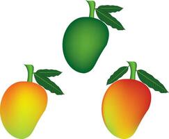 set of illustration of mango vector design on a white background