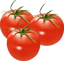ilustración de tomate vector diseño en un blanco antecedentes