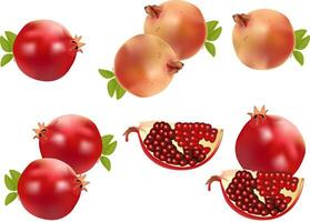 illustration of pomegranate vector design on a white background