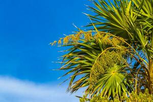 Tropical green exotic Caribbean Maya Chit palm palms rainforest Mexico. photo