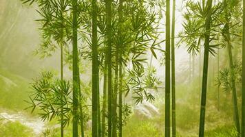 een sereen bamboe bosje omhuld in mis video