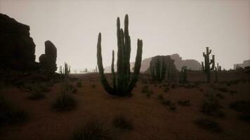 Sunset view of the Arizona desert with Saguaro cacti and mountains video