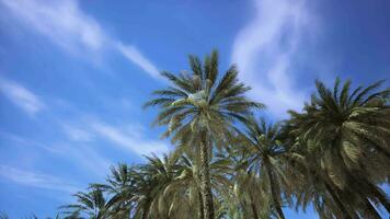 Palm trees and blue sky at tropical coast video