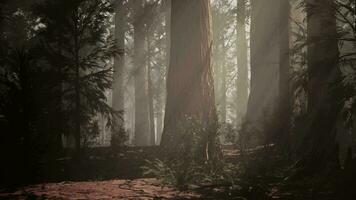 A dense forest with towering trees video