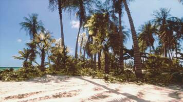 tropisch strand met kokosnoot palm boom video