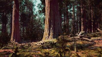 A serene forest with towering trees video