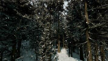 A winter wonderland in a dense forest video