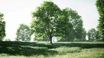 een sereen landschap met bomen en een weelderig groen veld- video