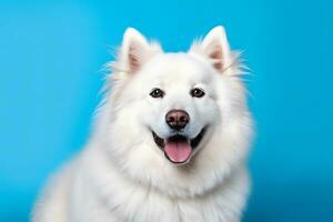 AI generated Cute Samoyed dog on blue color background. Neural network AI generated photo